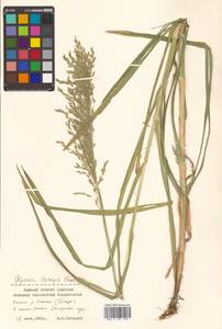 Glyceria leptolepis Ohwi, Siberia, Russian Far East (S6) (Russia)