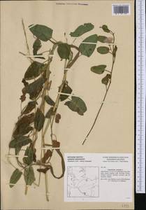 Convolvulus arvensis L., Western Europe (EUR) (Germany)