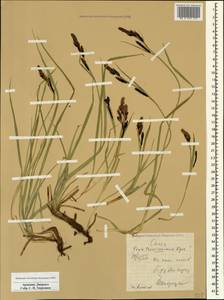 Carex transcaucasica T.V.Egorova, Caucasus, Armenia (K5) (Armenia)