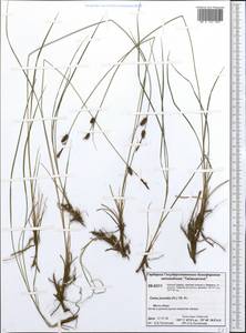 Carex nigra subsp. juncea (Fr.) Soó, Siberia, Central Siberia (S3) (Russia)