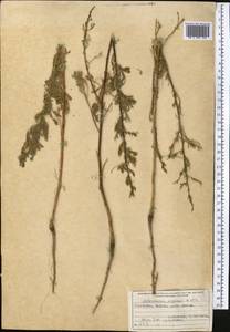 Artemisia scoparia Waldst. & Kit., Middle Asia, Karakum (M6) (Turkmenistan)
