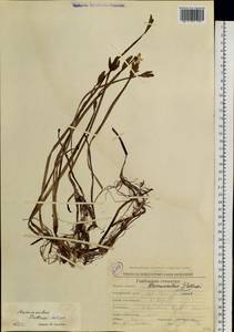 Coptidium pallasii (Schltdl.) Á.Löve & D.Löve, Siberia, Chukotka & Kamchatka (S7) (Russia)