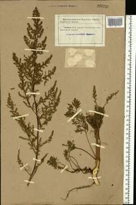 Artemisia scoparia Waldst. & Kit., Eastern Europe, North Ukrainian region (E11) (Ukraine)
