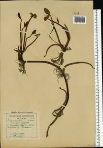 Coptidium pallasii (Schltdl.) A. & D. Löve, Eastern Europe, Northern region (E1) (Russia)