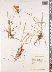Cyperus esculentus L., Caucasus, Georgia (K4) (Georgia)