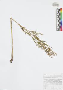 Lithospermum officinale L., Eastern Europe, Central region (E4) (Russia)