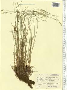 Poa annua L., Eastern Europe, Belarus (E3a) (Belarus)