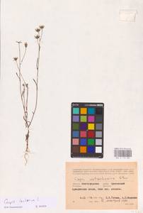 Crepis tectorum L., Eastern Europe, Lower Volga region (E9) (Russia)