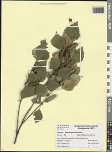 Betula pendula Roth, Caucasus, North Ossetia, Ingushetia & Chechnya (K1c) (Russia)