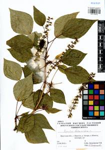 Populus balsamifera, Siberia, Baikal & Transbaikal region (S4) (Russia)