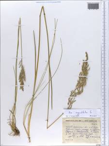 Poa angustifolia L., Eastern Europe, South Ukrainian region (E12) (Ukraine)