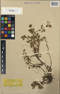 Tanacetum cadmeum subsp. cadmeum, South Asia, South Asia (Asia outside ex-Soviet states and Mongolia) (ASIA) (Turkey)
