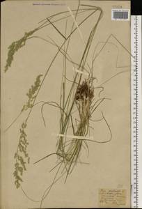 Poa pratensis L., Eastern Europe, South Ukrainian region (E12) (Ukraine)