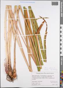 Acorus calamus L., Eastern Europe, Central forest region (E5) (Russia)