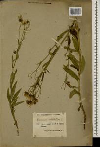 Hieracium umbellatum L., Caucasus, Armenia (K5) (Armenia)