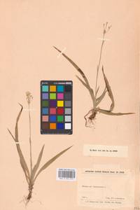 Luzula pilosa (L.) Willd., Eastern Europe, Volga-Kama region (E7) (Russia)