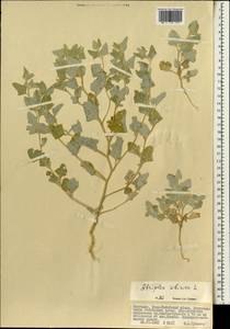 Atriplex sibirica L., Mongolia (MONG) (Mongolia)