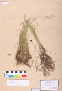 Agrostis capillaris L., Siberia, Altai & Sayany Mountains (S2) (Russia)