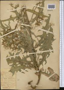 Lactuca tatarica (L.) C. A. Mey., Middle Asia, Northern & Central Kazakhstan (M10) (Kazakhstan)