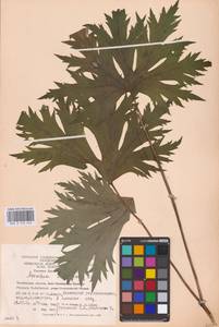 Aconitum septentrionale Koelle, Eastern Europe, Eastern region (E10) (Russia)