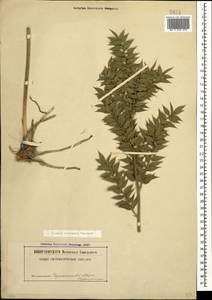 Ruscus aculeatus L., Caucasus, Black Sea Shore (from Novorossiysk to Adler) (K3) (Russia)