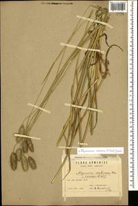 Alopecurus arundinaceus Poir., Caucasus, Armenia (K5) (Armenia)