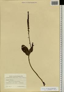 Platanthera chorisiana (Cham.) Rchb.f., Siberia, Russian Far East (S6) (Russia)