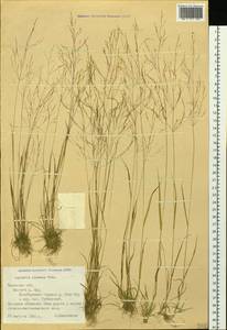 Agrostis clavata Trin., Siberia, Western Siberia (S1) (Russia)