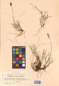 Tofieldia coccinea Richardson, Siberia, Russian Far East (S6) (Russia)