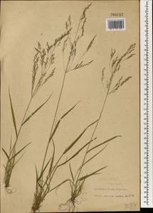 Agrostis clavata Trin., South Asia, South Asia (Asia outside ex-Soviet states and Mongolia) (ASIA) (China)