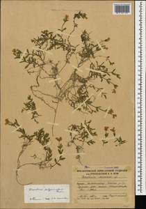 Cerastium polymorphum Rupr., Caucasus, South Ossetia (K4b) (South Ossetia)