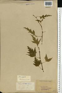 Betula pendula Roth, Eastern Europe, Eastern region (E10) (Russia)