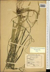 Calamagrostis arundinacea (L.) Roth, Caucasus, Georgia (K4) (Georgia)