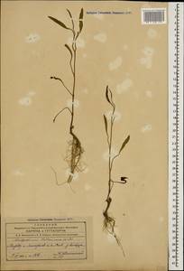 Lactuca tatarica (L.) C. A. Mey., Caucasus, Azerbaijan (K6) (Azerbaijan)