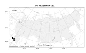 Achillea biserrata M. Bieb., Atlas of the Russian Flora (FLORUS) (Russia)