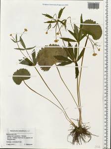 Ranunculus cassubicus L., Eastern Europe, Central region (E4) (Russia)