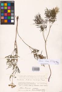 Silaum silaus (L.) Schinz & Thell., Eastern Europe, Lower Volga region (E9) (Russia)