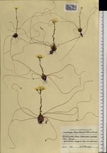 Saxifraga flagellaris Sternb. & Willd., Siberia, Yakutia (S5) (Russia)