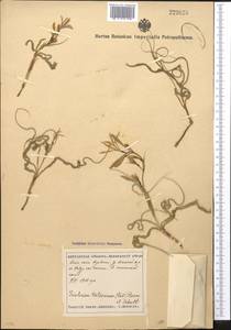 Ixiolirion tataricum (Pall.) Schult. & Schult.f., Middle Asia, Syr-Darian deserts & Kyzylkum (M7) (Uzbekistan)