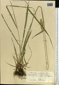 Alopecurus arundinaceus Poir., Eastern Europe, South Ukrainian region (E12) (Ukraine)