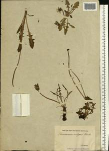 Taraxacum officinale Weber ex F. H. Wigg., Eastern Europe, Estonia (E2c) (Estonia)