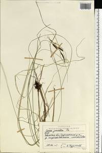 Carex nigra subsp. juncea (Fr.) Soó, Eastern Europe, North Ukrainian region (E11) (Ukraine)