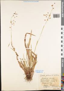 Luzula pilosa (L.) Willd., Eastern Europe, Moscow region (E4a) (Russia)