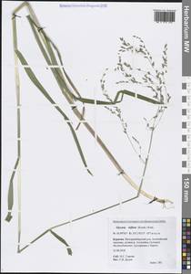 Glyceria lithuanica (Gorski) Gorski, Siberia, Baikal & Transbaikal region (S4) (Russia)