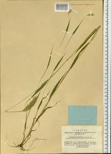 Setaria viridis (L.) P.Beauv., Siberia, Altai & Sayany Mountains (S2) (Russia)