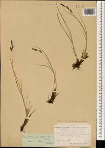 Carex nigra subsp. juncea (Fr.) Soó, Mongolia (MONG) (Mongolia)