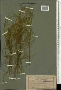 Artemisia scoparia Waldst. & Kit., Caucasus, Armenia (K5) (Armenia)