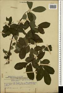 Salix caprea L., Caucasus, Azerbaijan (K6) (Azerbaijan)
