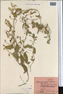 Convolvulus arvensis L., Middle Asia, Syr-Darian deserts & Kyzylkum (M7) (Kazakhstan)