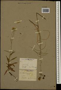 Hieracium umbellatum L., Eastern Europe, North Ukrainian region (E11) (Ukraine)